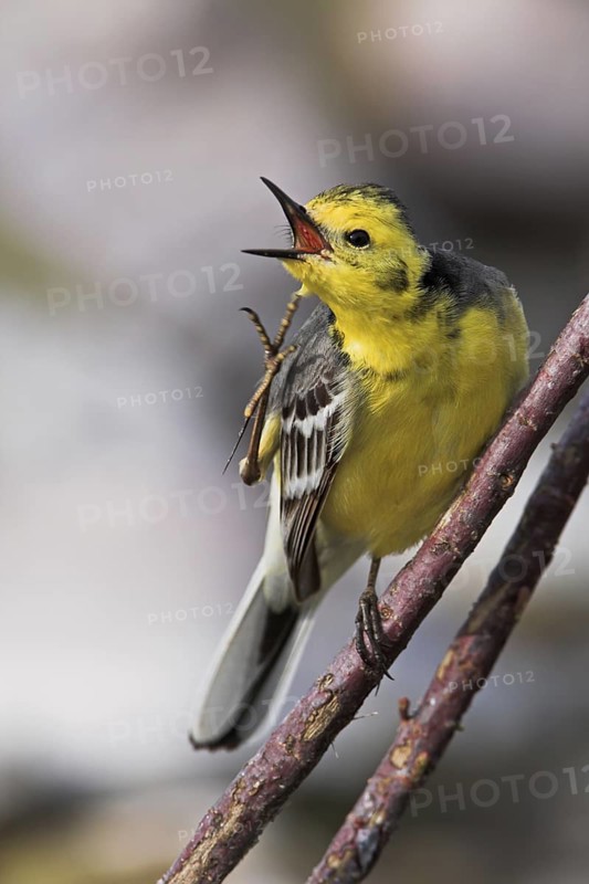 Citrine Wagtail (Motacilla citreola), Lesvos, Greece