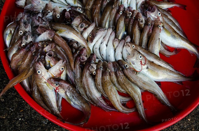 Trabzon, Turkey. September 8th 2014 Fish from the Black Sea for sale in Trabzon fish market, Eastern Turkey