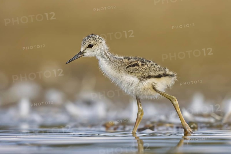 Black-winged Stilt (Himantopus himantopus) chick foraging, North Rhine-Westphalia, Germany