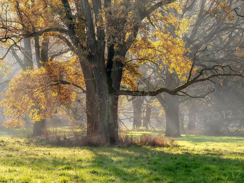 Open oak forest in autumn, sun shining through morning fog, Dessau-Wörlitzer Gartenreich, Dessau-Roßlau, Saxony-Anhalt, Germany