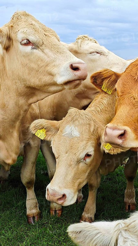 Various cows (bos taurus) close together on a green pasture, Franconian Forest nature park Park