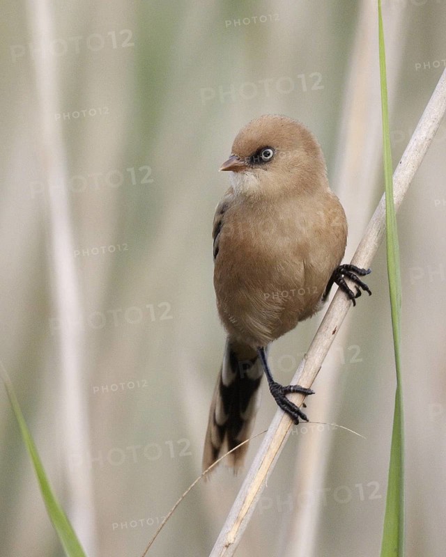 Bearded Reedling (Panurus biarmicus) juvenile, Mecklenburg-Western, Pomerania, Germany