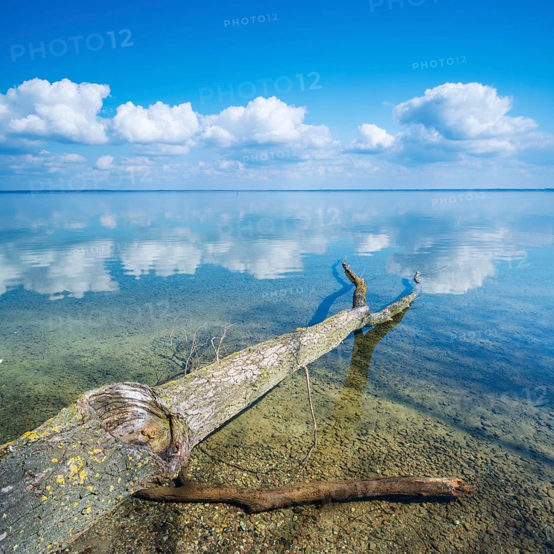 Untouched nature on the banks of Lake Müritz, tree trunks lying in the water, blue sky with cumulus clouds, near Röbel, Mecklenburg-Western Pomerania, Germany
