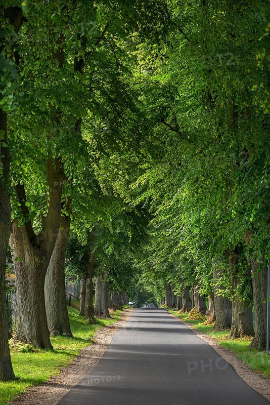 Linden trees (Tilia) on a village street, Rehna, Mecklenburg-Western Pomerania, Germany