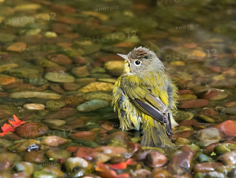 Ashville Warbler, Leiothlypis ruficapilla, bathes in a backyard pond, in Saskatoon, Saskatchewan