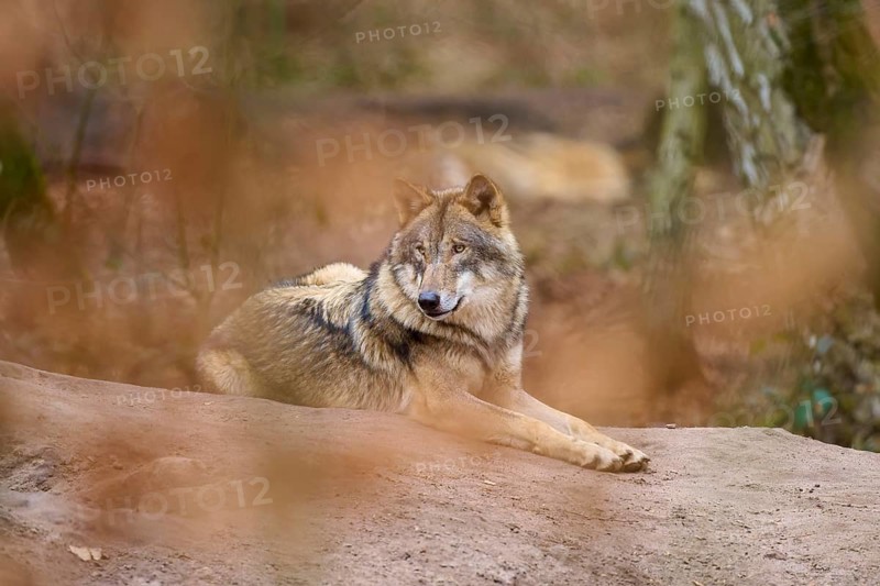 A wolf lies relaxed on a rock, surrounded by autumn foliage and natural tree structures, Wolf (Canis Lupus), Germany