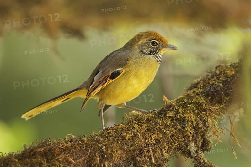 Bar-throated Minla (Minla strigula), Doi Inthanon, Thailand