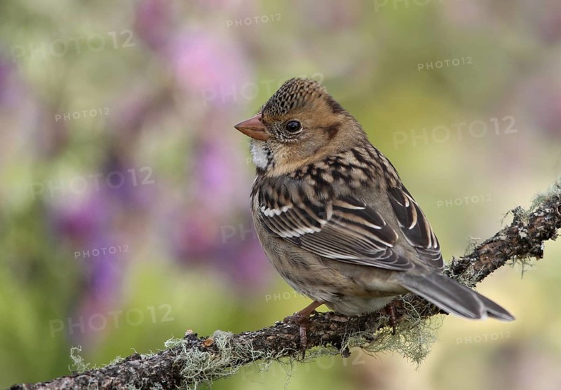 Harris's Sparrow (Zonotrichia querula), Saskatchewan, Canada