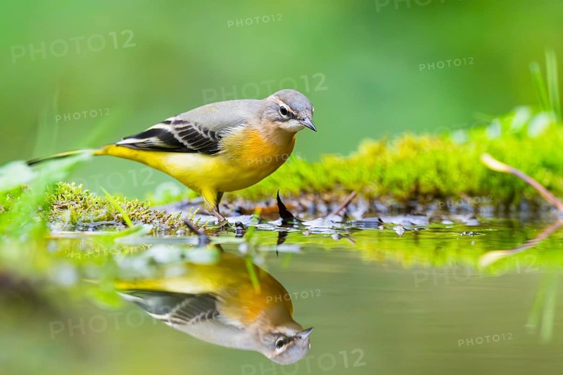 Grey Wagtail (Motacilla cinerea) hunting at a little lake in a swamp, wildlife, Germany