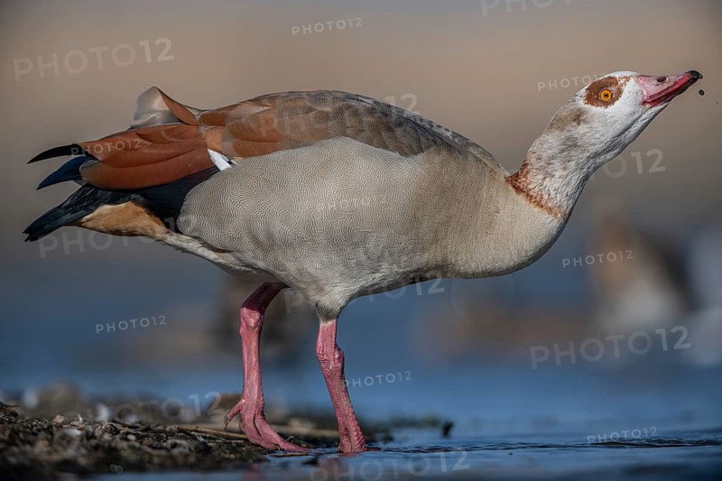 Egyptian Goose (Alopochen aegyptiaca), Schleswig-Holstein, Germany