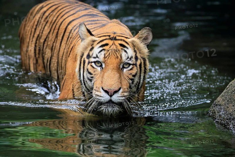 Malaysia tiger (Panthera tigris jacksoni), adult, in water, alert, Malaysia, Southeast Asia