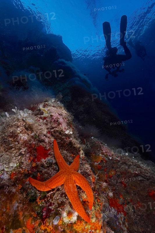 Orange-coloured starfish (Hacelia attenuata) in the Mediterranean near Hyères, diver in the background. Dive site marine reserve Port Cros, Côte dAzur, France