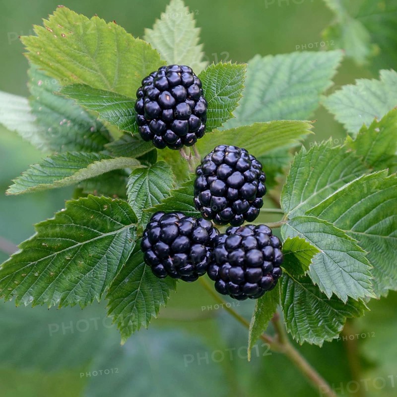 Spikeless blackberry (Rubus fruticosus 'Asterina'),  Germany
