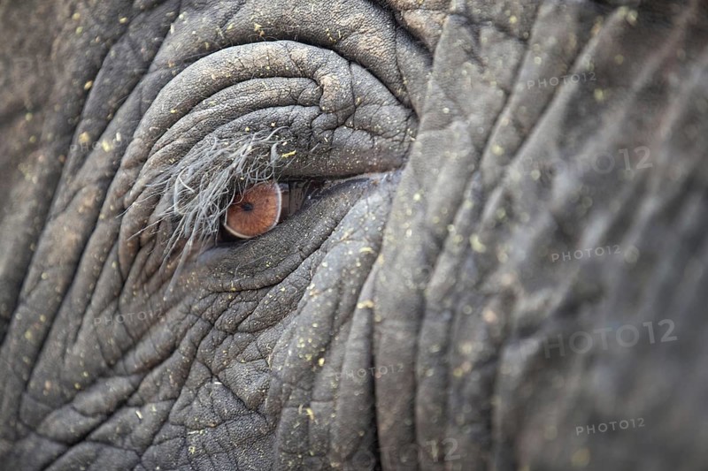 African elephant (Loxodonta africana) detail of eye, South Africa