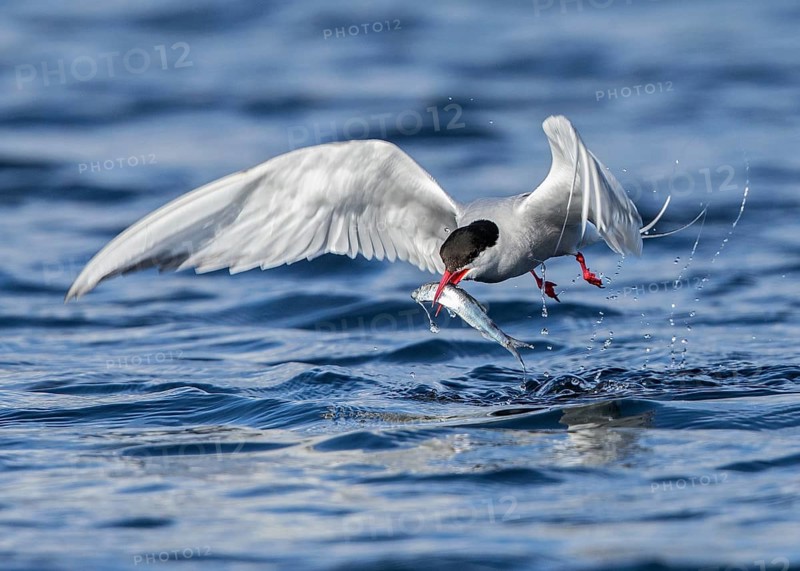 Arctic Tern (Sterna paradisaea) flying with fish in beak, Scotland, United Kingdom
