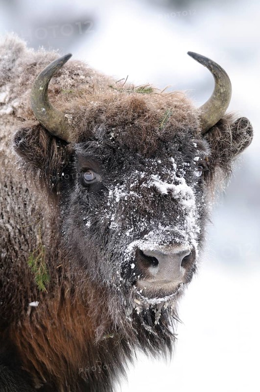 Close-up of a bison head with snow-covered fur and frosty horns, bison (Bos bonasus), Bavarian Forest National Park, Bavaria