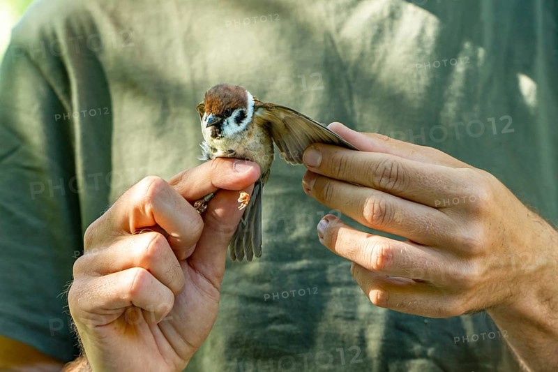 Cropped unrecognizable ornithologists carefully inspects the wings of a tree sparrow (Passer montanus) during scientific bird ringing, contributing to ecosystem sustainability