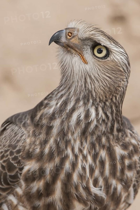 Pale Chanting Goshawk (Melierax canorus) juvenile, Northern Cape, South Africa