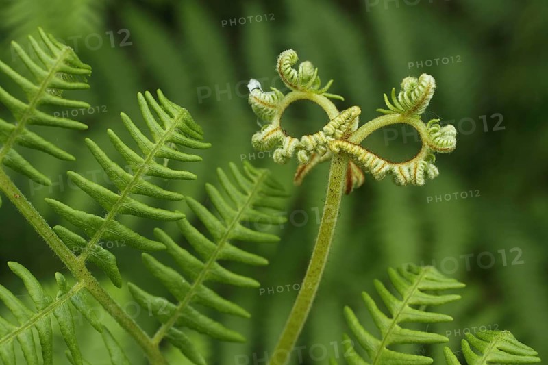 Green bracken fern (Pteridium aquilinum), two round holes, circles, rings, look through, look through, mathematical symbol for infinity, spectacle-shaped, infinite plant leaf, curious, twisted, curved, fern leaf, spectacle-shaped, Liliental, Kaiserstuhl, Baden-Württemberg, Germany