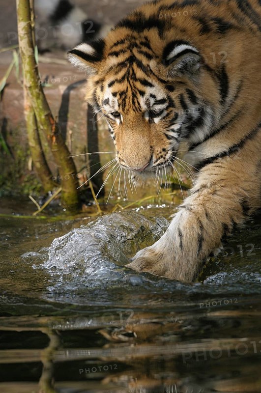 A tiger plays with its paw on the water and creates small waves, Siberian tiger (Panthera tigris altaica), captive, occurrence Russia, North Korea and China