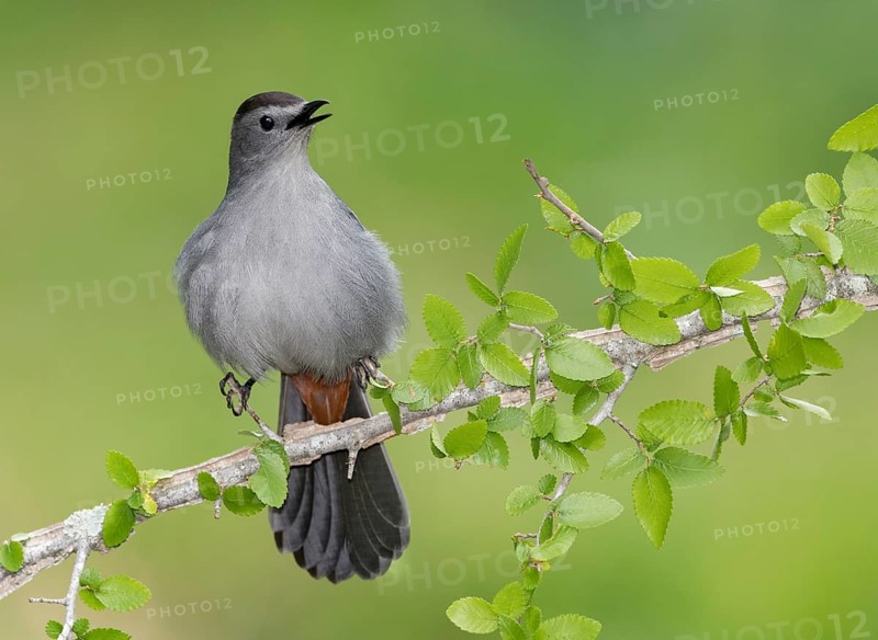 Grey Catbird (Dumetella carolinensis) singing from a branch, Texas, USA