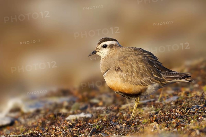 Eurasian Dotterel (Charadrius morinellus), Grisons, Switzerland