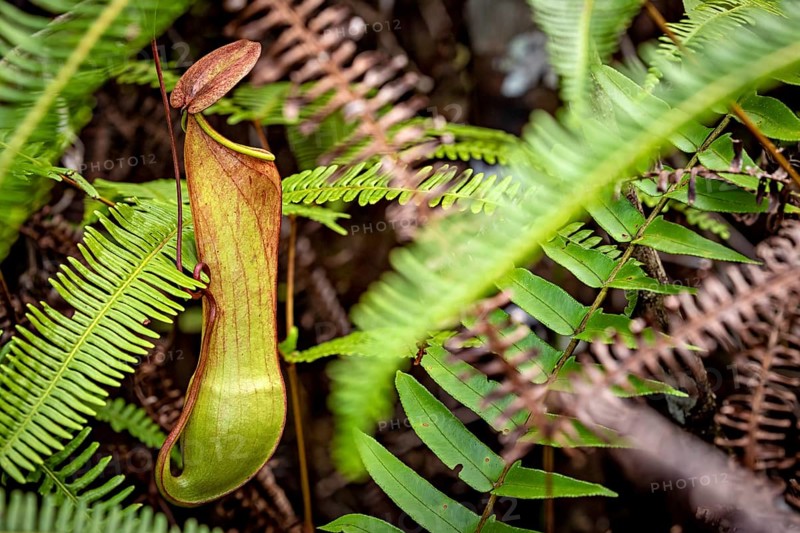 A pitcher plant surrounded by green and brown leaves in a jungle-like environment, a pitcher plant of the genus (Nepenthes) in the jungle of Ratnapura in Sri Lanka