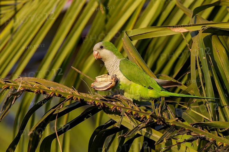 Monk Parakeet (Myiopsitta monachus) in the Pantanal region of Brazil