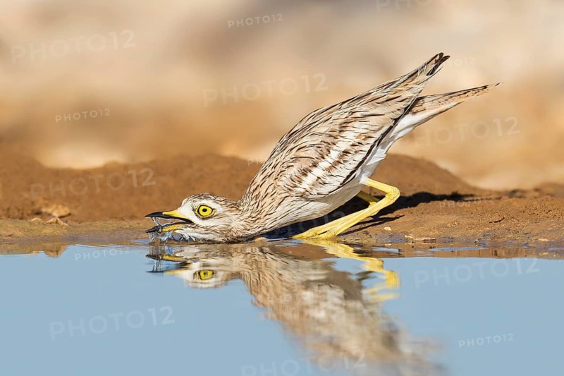 Eurasian Stone-curlew (Burhinus oedicnemus) drinking, Negev, Israel