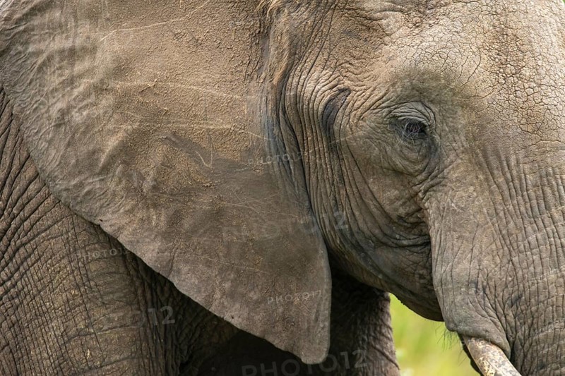 Close-up of a majestic elephant in the Masai Mara, Kenya. The detailed texture of its wrinkled skin highlights the beauty and complexity of wildlife in this iconic safari destination