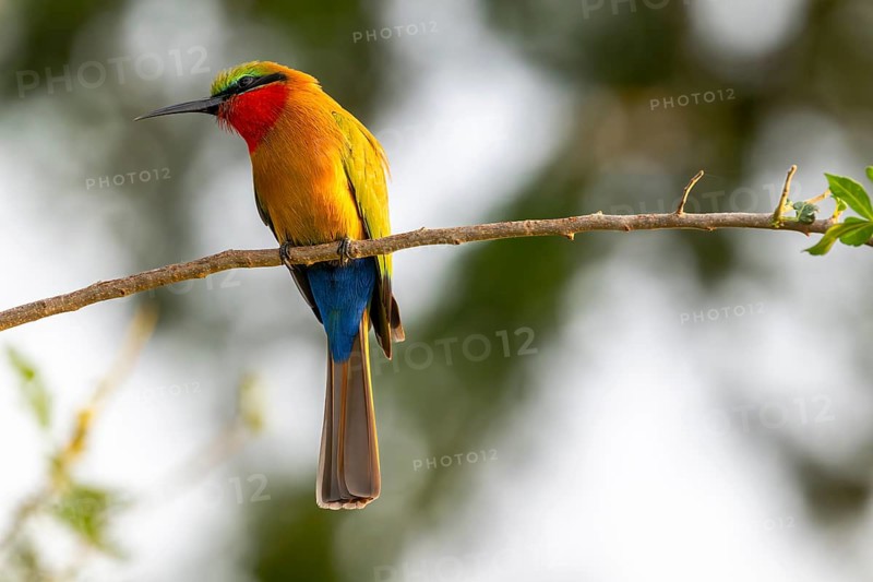 Red-throated Bee-eater (Merops bulocki) sitting on a branch, Murchison Falls NP, Uganda