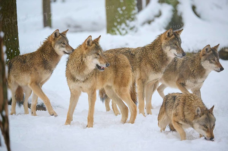 A pack of wolves stands at attention in the snowy forest, Winter, Wolf (Canis lupus), Germany