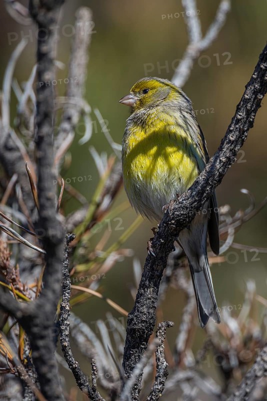 Atlantic Canary (Serinus canaria) male, Tenerife, Spain