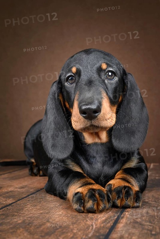 A small dachshund puppy sit together on a dark background. His glossy coat and curious expression make for a perfect scene of innocent playfulness