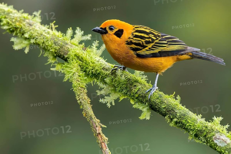 Golden Tanager (Tangara arthus) perched on a branch in Colombia, South America