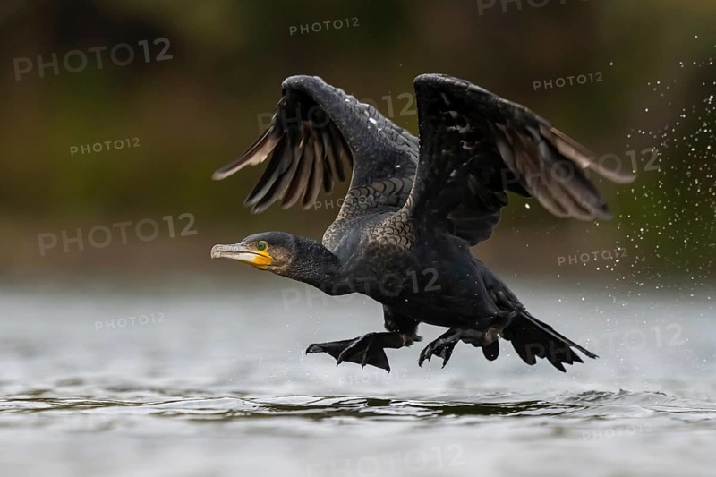Great Cormorant (Phalacrocorax carbo) taking flight, North Rhine-Westphalia, Germany