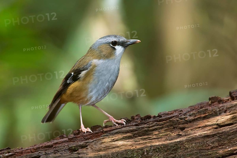 Grey-headed Robin (Heteromyias cinereifrons) perched on a trunk, Queensland, Australien