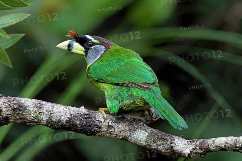 Fire-tufted Barbet (Psilopogon pyrolophus), Malaysia