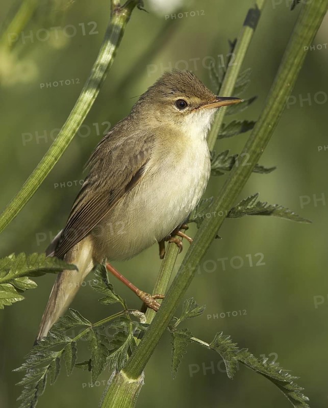 Marsh Warbler (Acrocephalus palustris), Mecklenburg-Western Pomerania, Germany