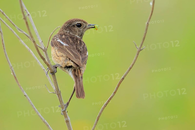 European Stonechat (Saxicola rubicola) female perched on a twig with food in beak, Andalusia, Spain