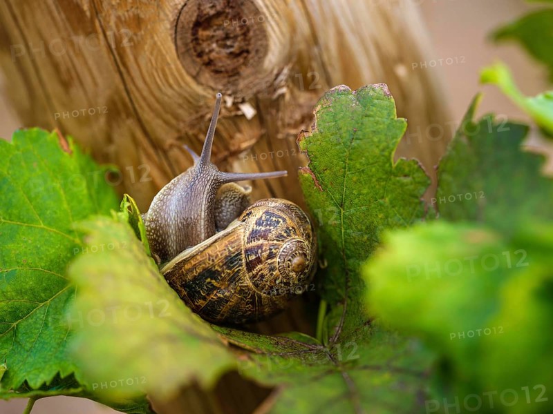 A snail rests on a vibrant grapevine leaf in Mallorca, Spain, showcasing the intricate designs of nature. The natural background highlights the tranquility of the scene