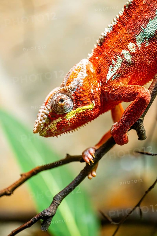 Red Panther chameleon (Furcifer pardalis) in a bush, captive, Bavaria, Germany