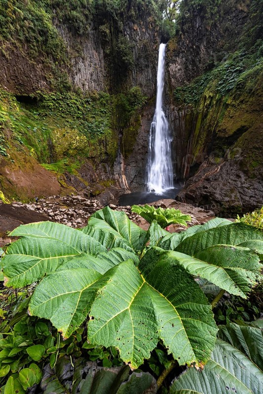 Mammoth leaf (poorman's umbrella) in front of waterfall, Catarata del Toro waterfall, Alajuela province, Costa Rica