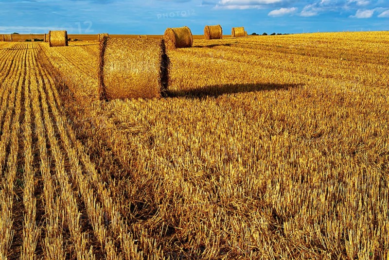 Straw bales on a harvested grain field tell of the end of summer in the countryside near Demmin, Mecklenburg-Western Pomerania, Germany. Straw Bales on a Harvested Grain Field Herald the End of Summer in the Countryside near Demmin, Mecklenburg-Western Pomerania, Germany