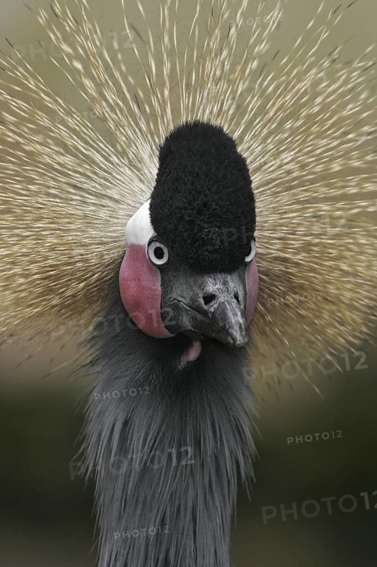 Grey Crowned Crane (Balearica regulorum), California, USA