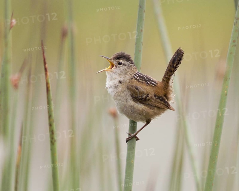 Marsh Wren (Cistothorus palustris) singing in cattail marsh