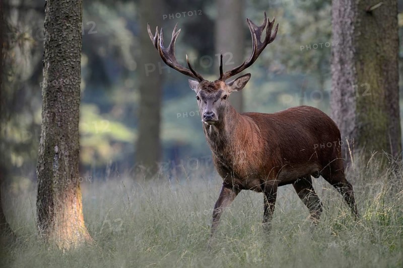Red Deer (Cervus elaphus) stag in morning light, North Rhine-Westphalia, Germany