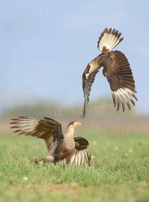 Northern Crested Caracara (Caracara cheriway) juveniles quarreling, Texas, USA