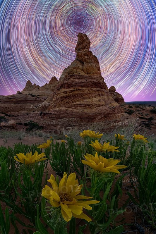 Captivating night sky star trails spiral above a rugged desert landscape in Coyote Buttes, Arizona. In the foreground, vibrant yellow flowers bloom beneath a towering rock formation