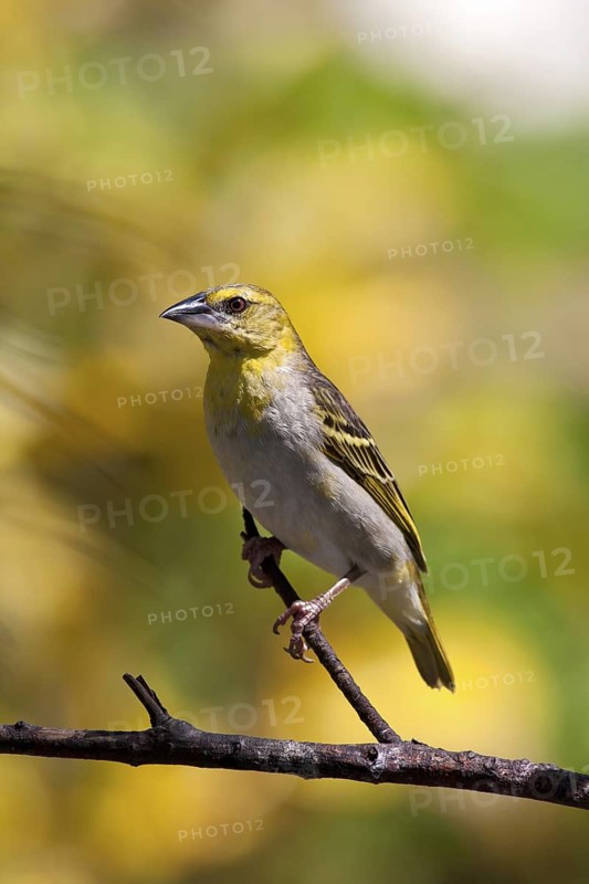 Village Weaver (Ploceus cucullatus spilonotus) female perched on a branch, Mauritius